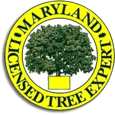 licenced-MD-tree-expert